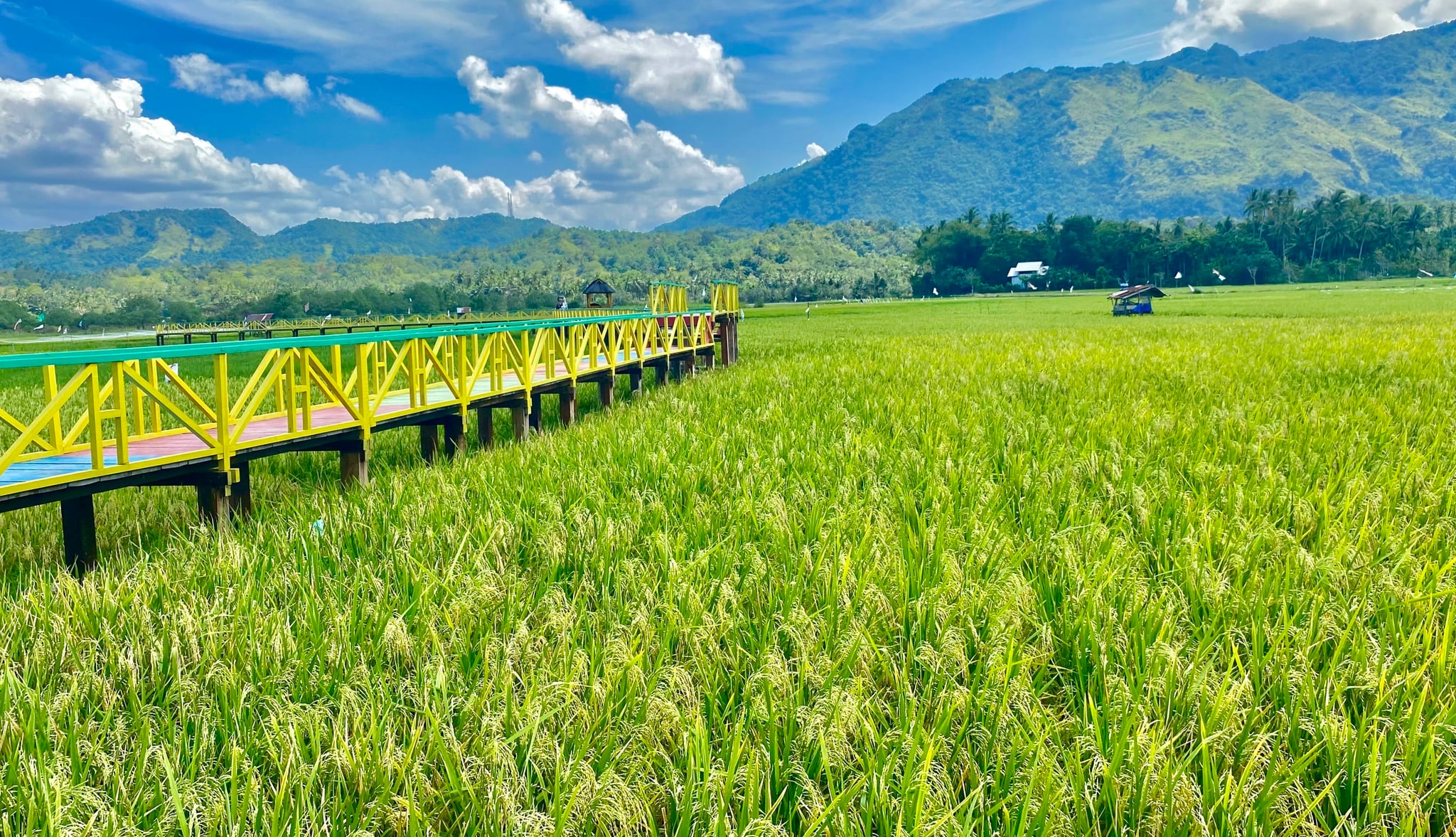 Aceh Besar Rice Field
